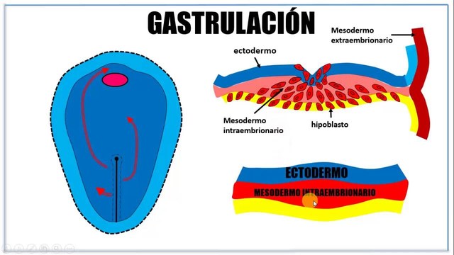 Sistema nervioso y su formación.