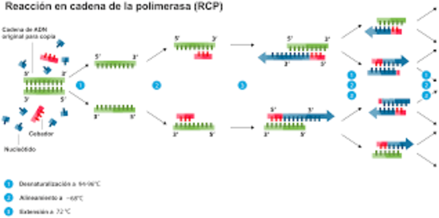 Desarrollo de la PCR