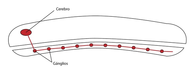 Surgimiento del primer cerebro