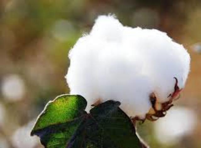 Algodón Bt. Proyecto del Genoma Vegetal