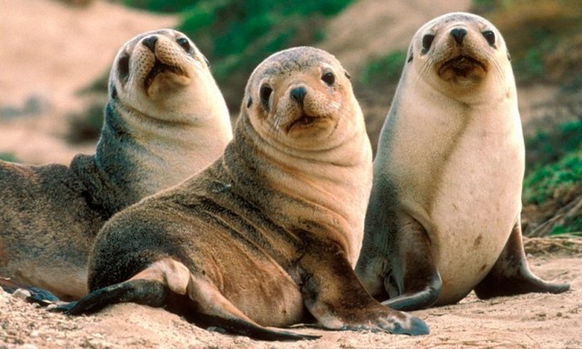 Tyson descubre que las marsopas son mamiferos.