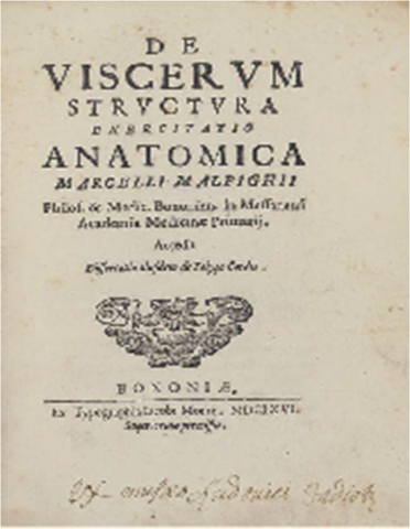 De viscerum structura