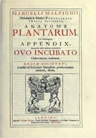 Anatome plantarum
