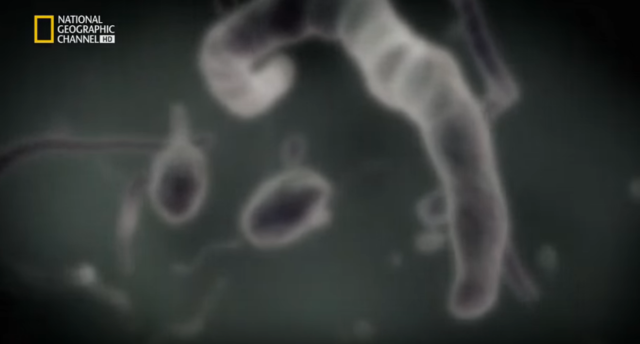 Fformación de vida.