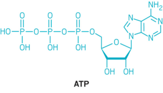 Se descubre la síntesis de ATP