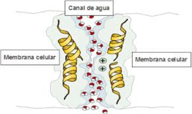 Se descubren los aquaporines