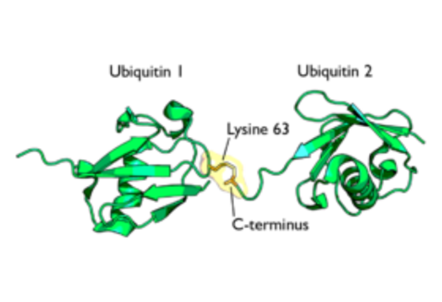 Se descubre la degradación proteínica por ubiquitina.