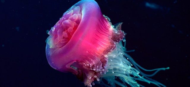 Cnidarios (700 millones de años)