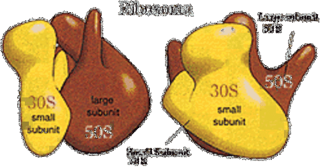 Se realizan investigaciones sobre la función de los ribosomas