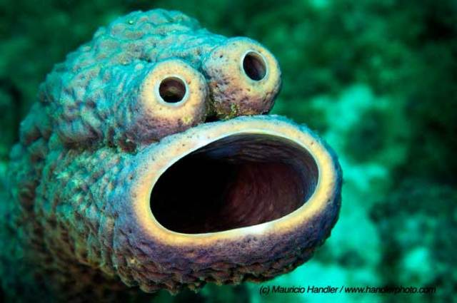 Aparición del tejido especializado