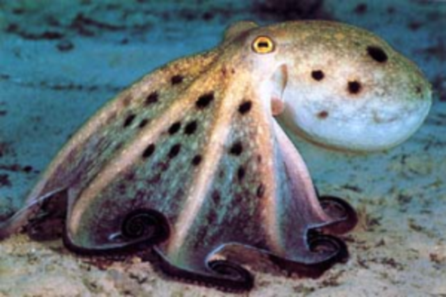 Moluscos (600 millones de años)