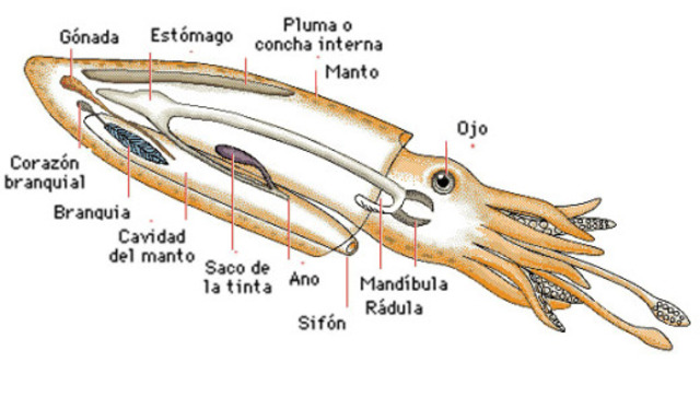 Calamares (550 millones de años)