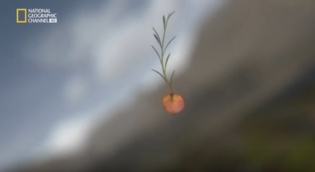 La semilla llevada por el aire.