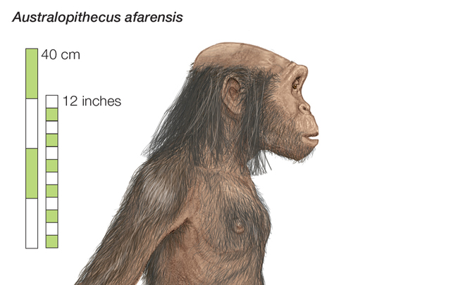 Los Australopithecus
