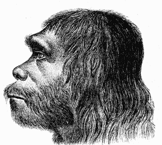 Homo de Neanderthal (Homo Neanderthalensis)