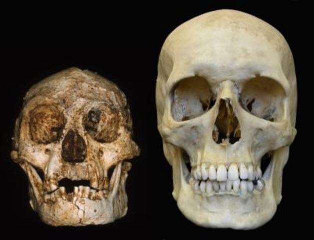 Homo floresiensis (el hobbit de Indonesia)
