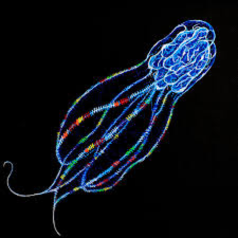 Surgimiento de las primeras neuronas