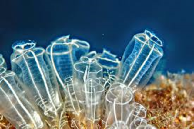 Surgimiento de la primera organización neuronal