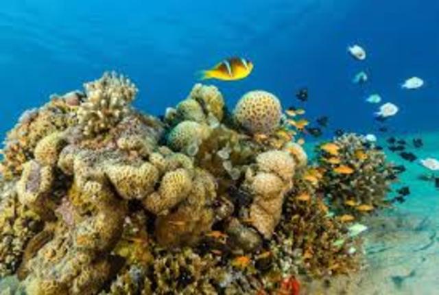 Catalogación de la biodiversidad del océano