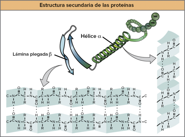 Estructura de las proteínas
