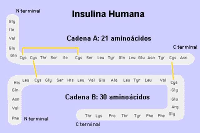 Insulina
