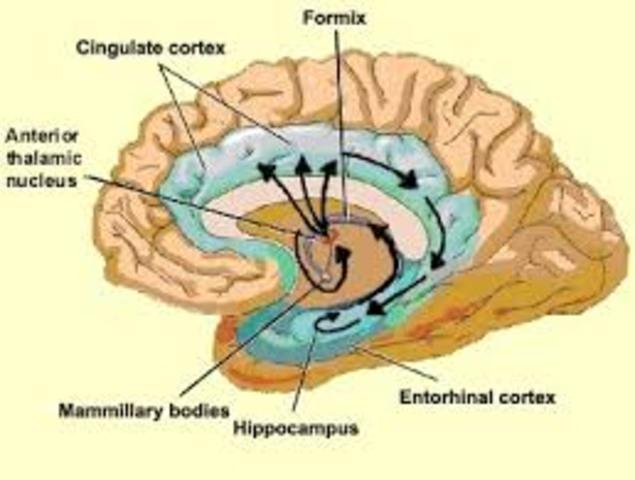 Neurocorteza