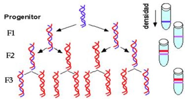 Replicación del ADN