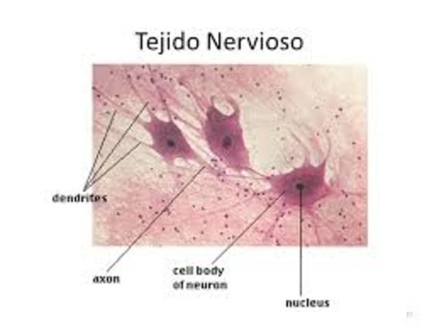 Tejido nervioso