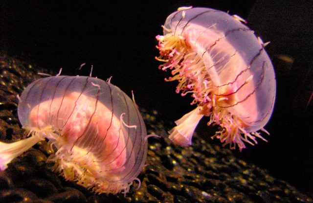 El surgimiento del sistema nervioso.