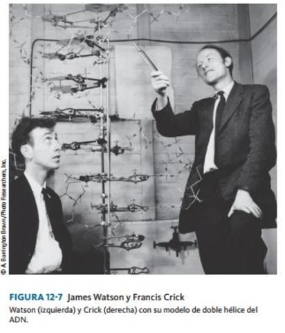 James Watson (Ornitologo) y Francis Crick (Físico)