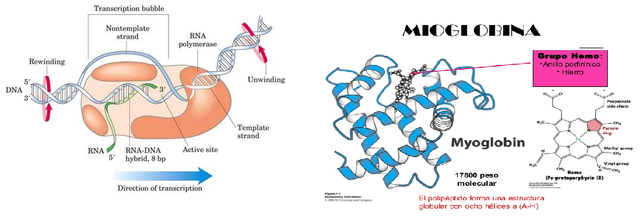 ARN polimerasa y estructura 3D de las proteínas.