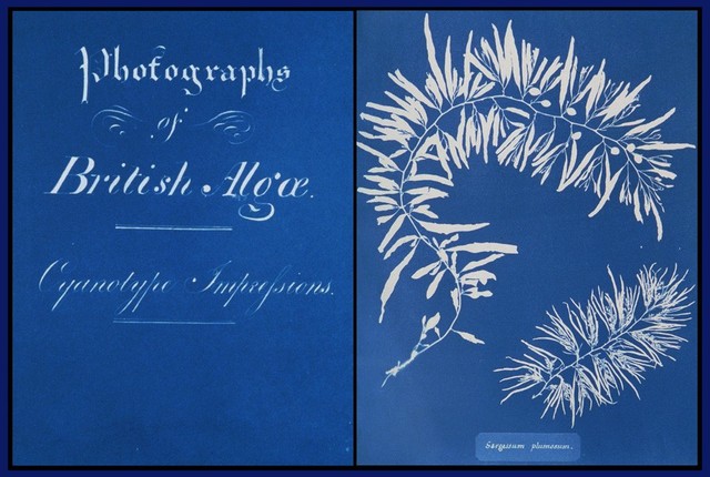 Fotografías de las algas británicas