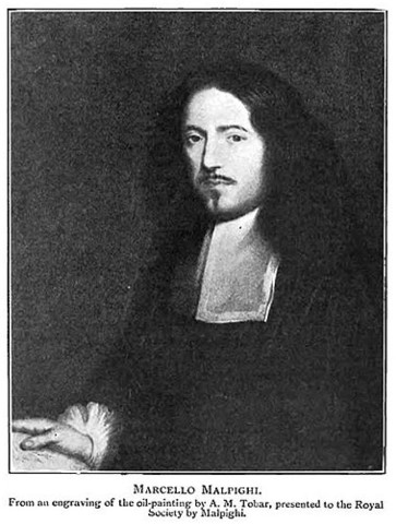 Celulas,segun Malpighi.