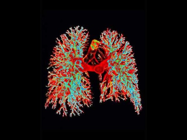 Malpighi y la red pulmonar