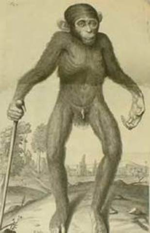 Tyson practica la diseccion de un chimpancé