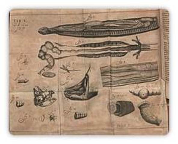 Tyson clasifica las marsopas