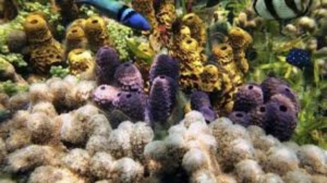 ¿Cuándo surgieron las primeras neuronas y en qué organismo?