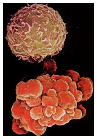 Malphigi descubrió las células