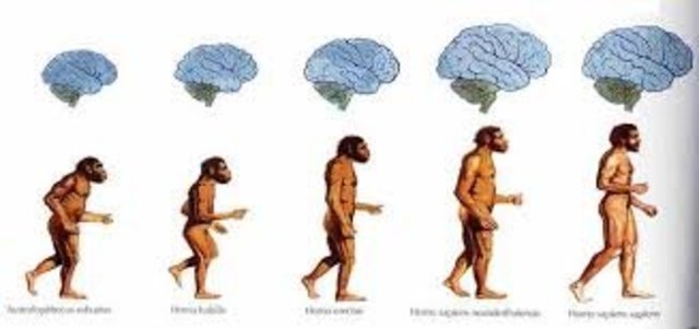 ¿Cuándo surgieron los primeros homínidos (humanos primitivos) y qué ocurrió con su cerebro?