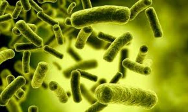 Bacterias primitivas