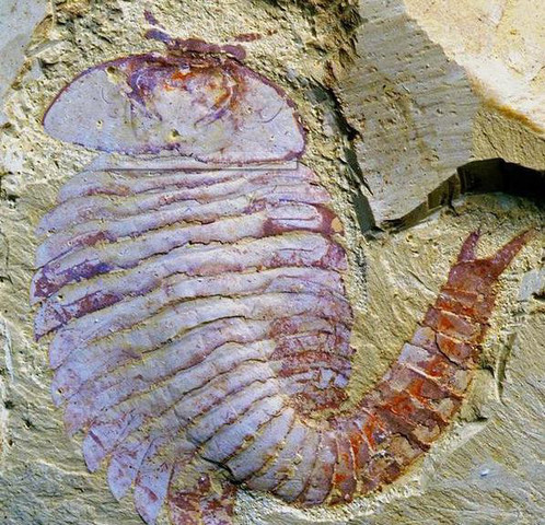 Surgimiento del primer cerebro