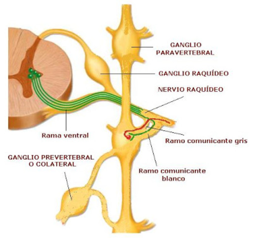 Agrupación por primera vez de las neuronas