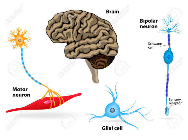 Células sensoriales