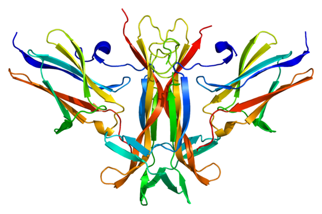 Los receptores de neurotrofinas