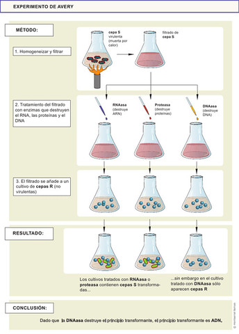 El experimento de Avery