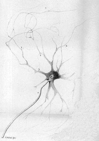 Otto Friedrich Karl Deiters (1834-1863)