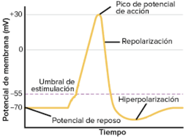 Potencial de Accion