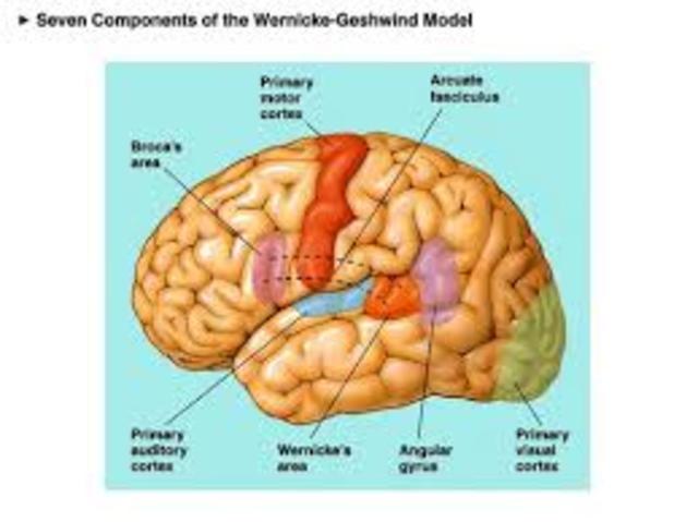 Carl Wernicke   (1848 - 1904)