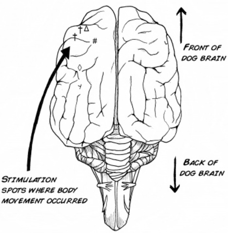Gustav Fritsch (1838-1927)