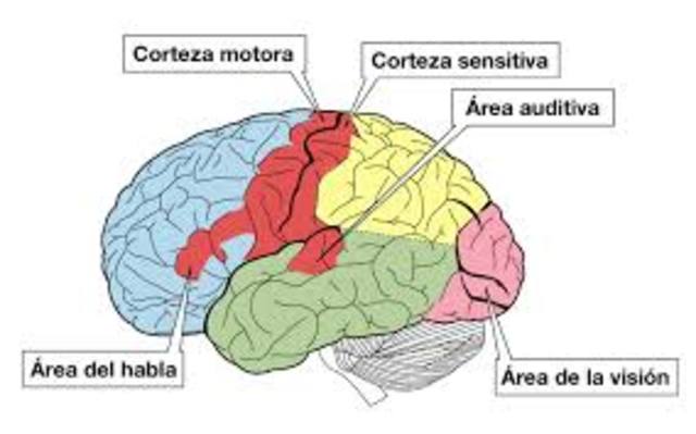 Corteza Cerebral Motora